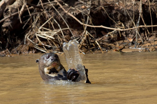 wild-giant-otter-plays-with-plastic-bottle