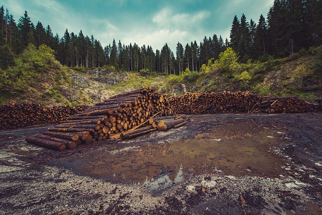 forestry-logging-deforestation