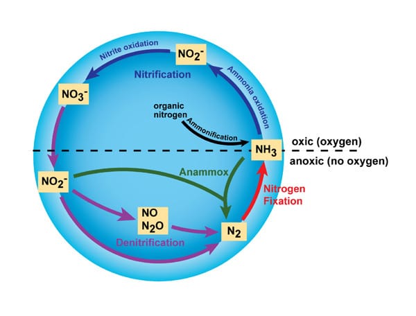 The Nitrogen Cycle and its Processes