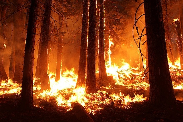 Various Causes and Effects of Wildfires