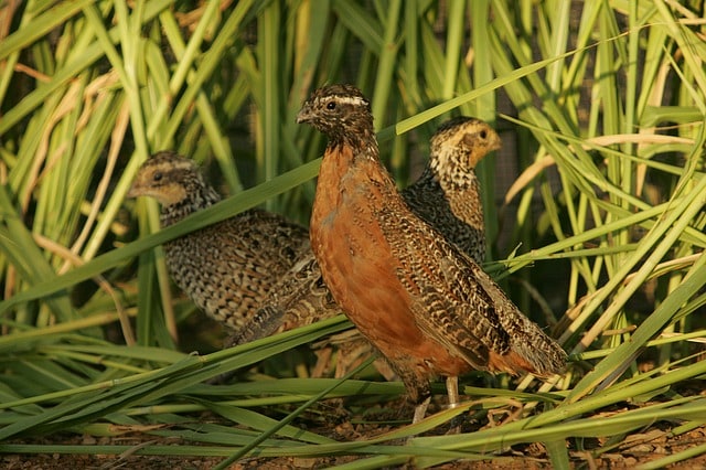 masked-bobwhite-quail-birds-nest-habitat-species