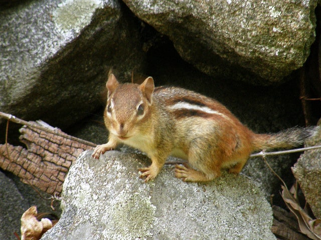 rodent-on-rock-biological-weathering