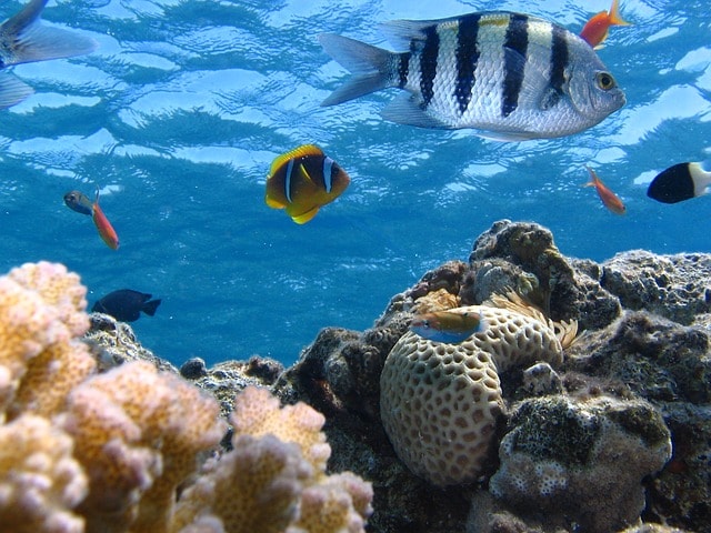 fish-ocean-riff-sea-marine-ecosystem