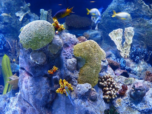 reef-coral-reef-sponges-aquarium