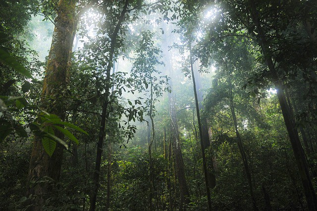What are Rainforests, Importance of Rainforests and Reasons For Their Loss and Destruction