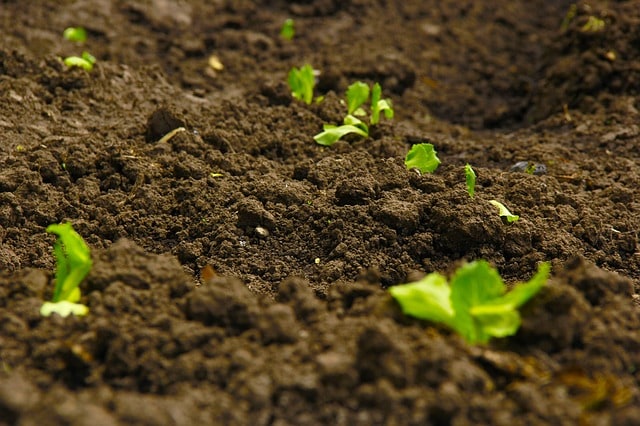 What is Soil, its Importance and What Are Different Layers of Soil