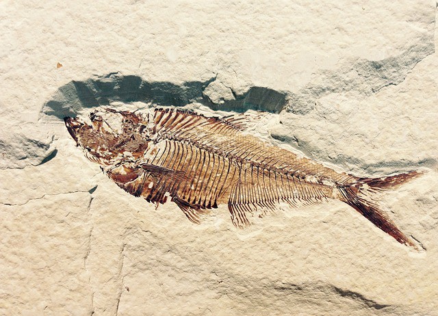What is a Fossil: Formation, Types and Facts