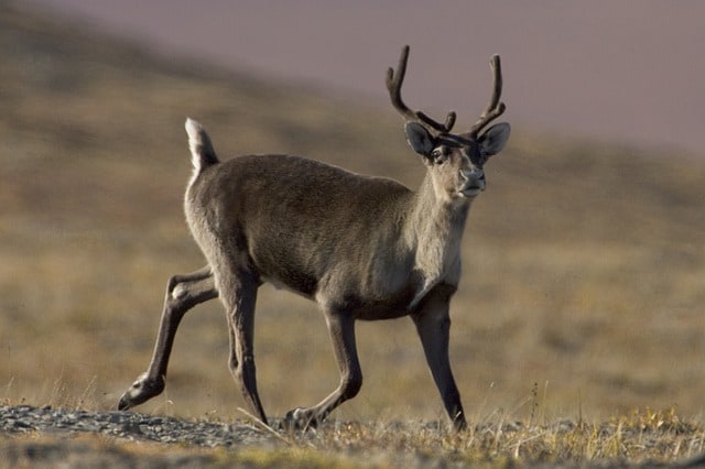 caribou-wildlife-reindeer-mammal
