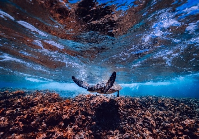 sea-ocean-underwater-turtle