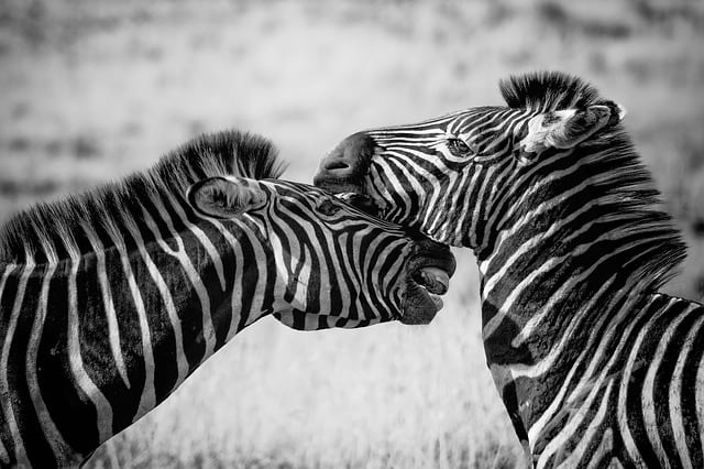 zebra-wildlife-africa-safari-wild