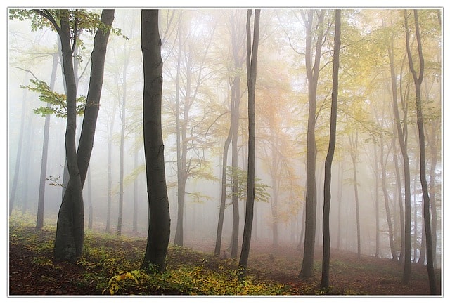 autumn-fog-forest