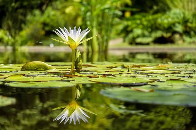 water-lily-flower-flowers-pond