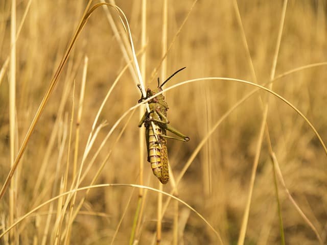 locust-insect-grasshopper-pest