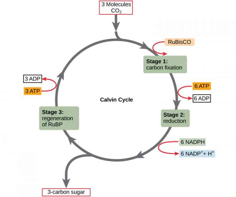 The Calvin Cycle: Definition, Steps and Products