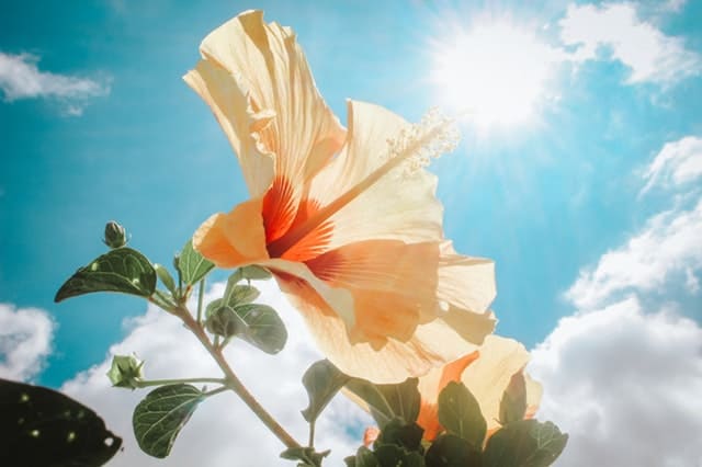 yellow-hibiscus-under-sunlight