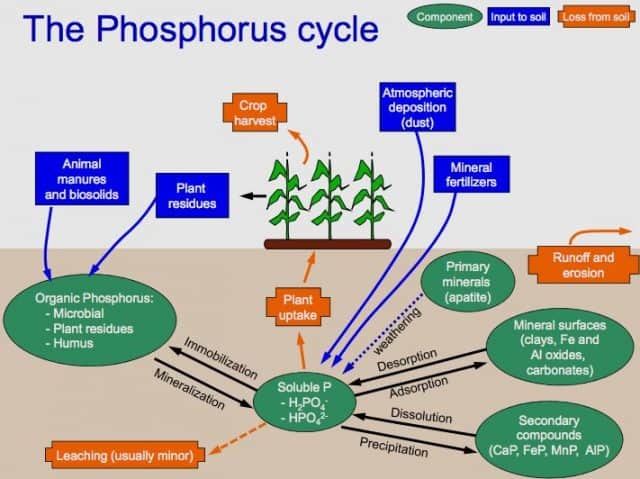 Phosphorus Cycle: Definition, Steps and Interesting Facts