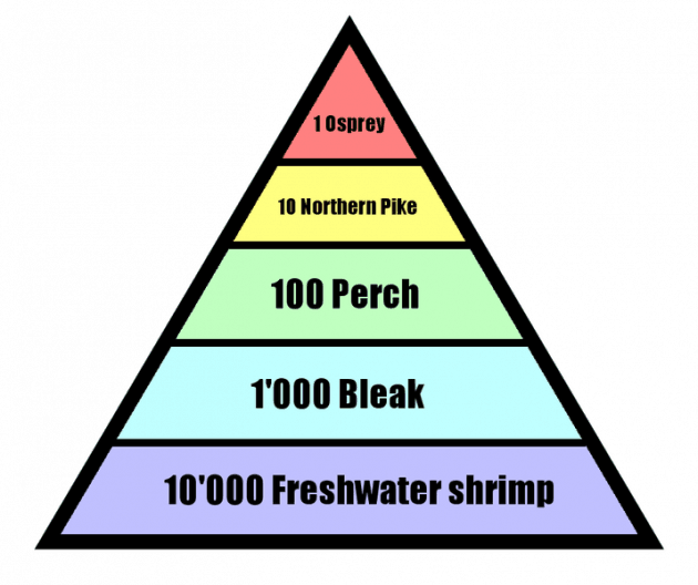Pyramid of Numbers: Definition, Types and Examples
