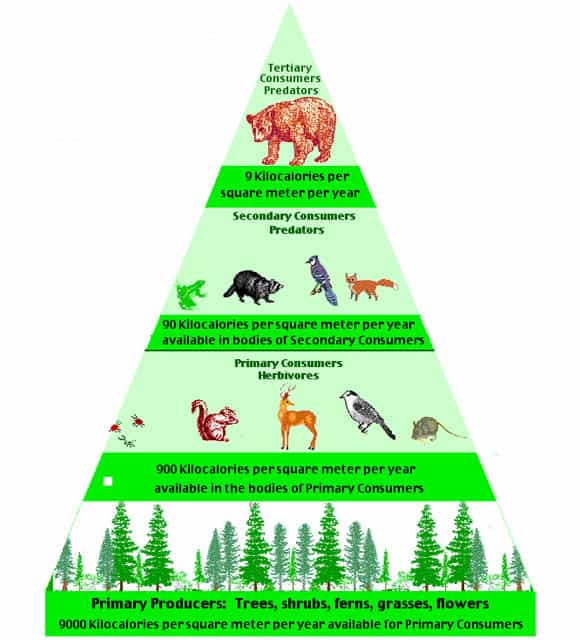 Pyramid of Biomass: Definition and Examples