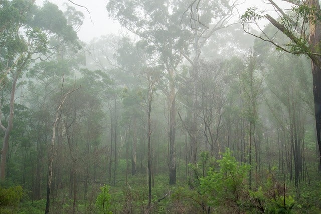 mist-gum-trees-sydney-australia