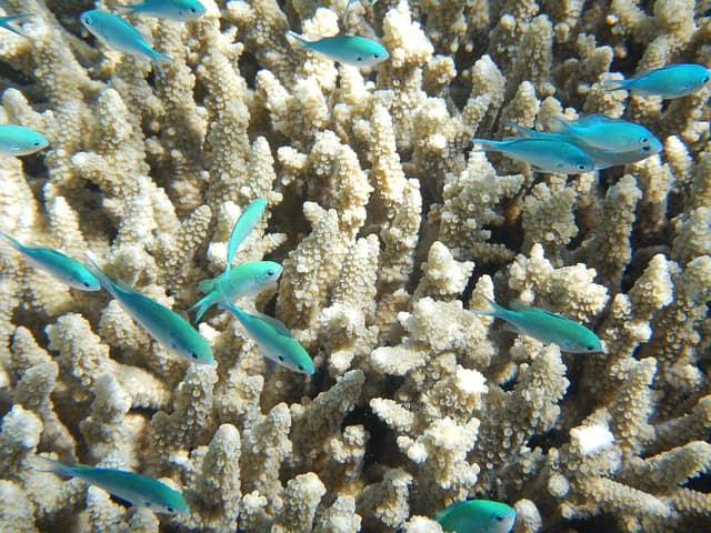 35+ Spectacular Great Barrier Reef Facts That Are Seriously Eye-opening