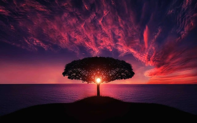 tree-sunset-amazing-beautiful-island