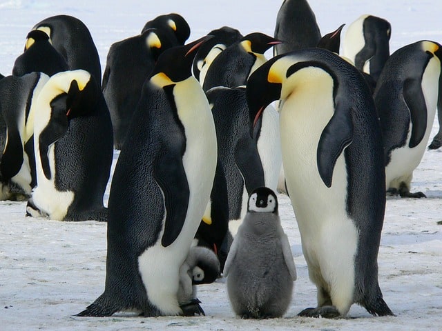 30 Fun Penguin Facts For Kids You’ll Wish You’d Known