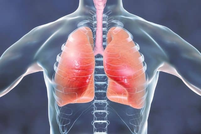 25+ Stunning Facts About the Human Respiratory System