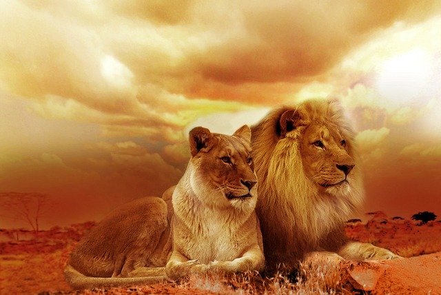 lion-safari-africa-landscape