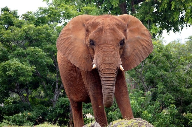 african-bush-elephant