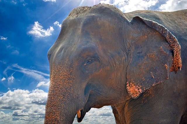 Different Types of Elephants – Information and Description