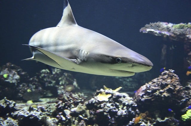 shark-hai-dangerous