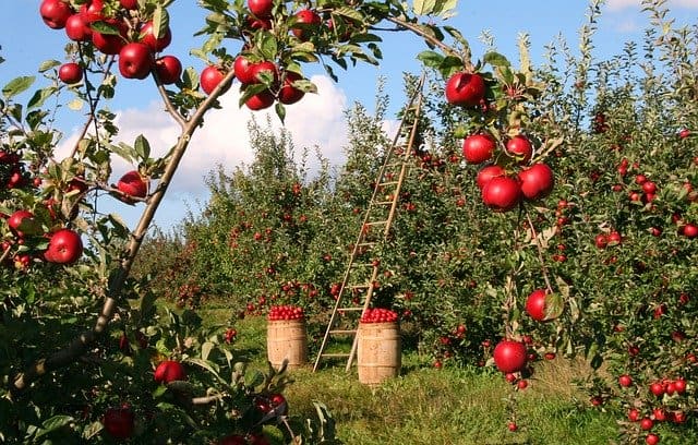 apple-orchard-apple-trees-red