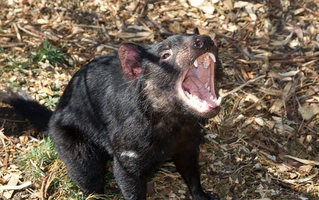 australia-tasmania-zoodoo