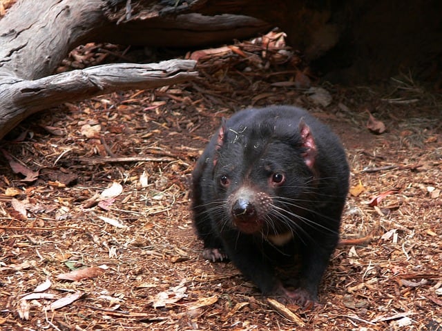 Tasmanian Devils: What do They Eat and Where do They Live? Major Causes Why Have They Become Endangered and Solutions to Save Them