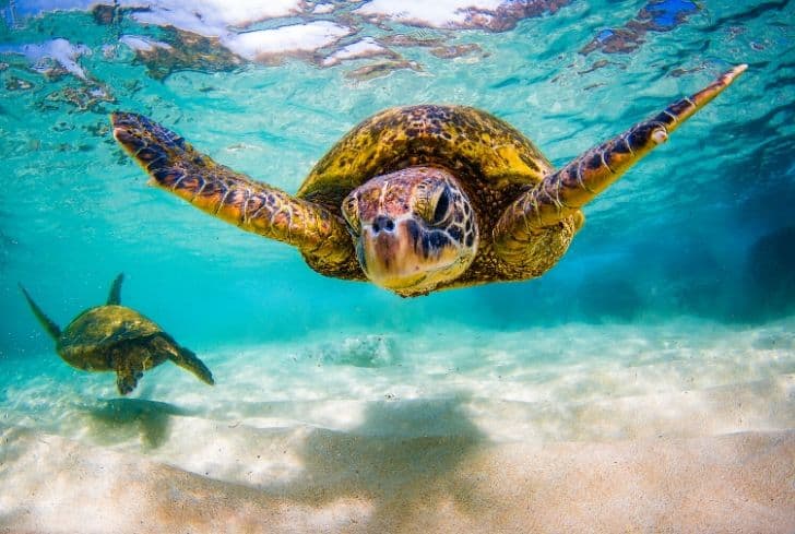 35+ Extraordinary Facts About Sea Turtles That You May Not Know About