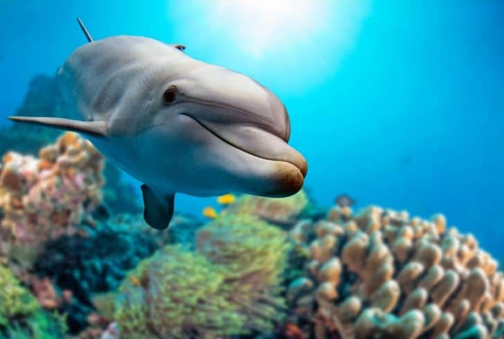 20+ Weird Facts About The Dolphins That Might Surprise You