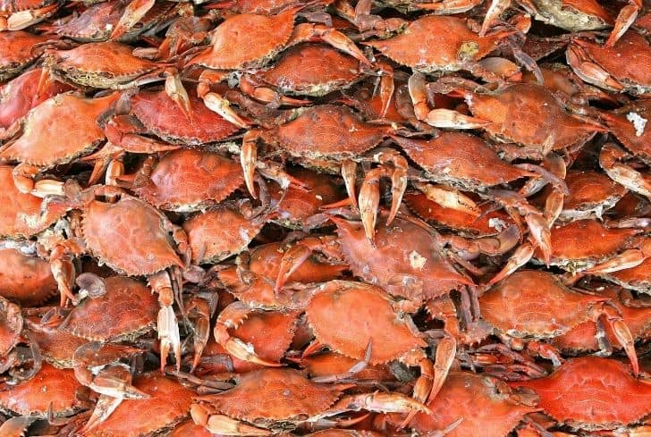 Bairdi Crabs
