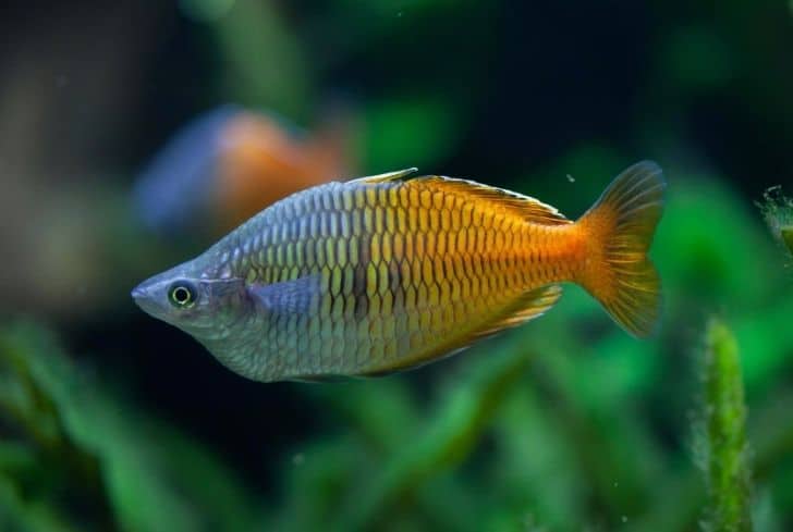 Boesemani rainbow fish