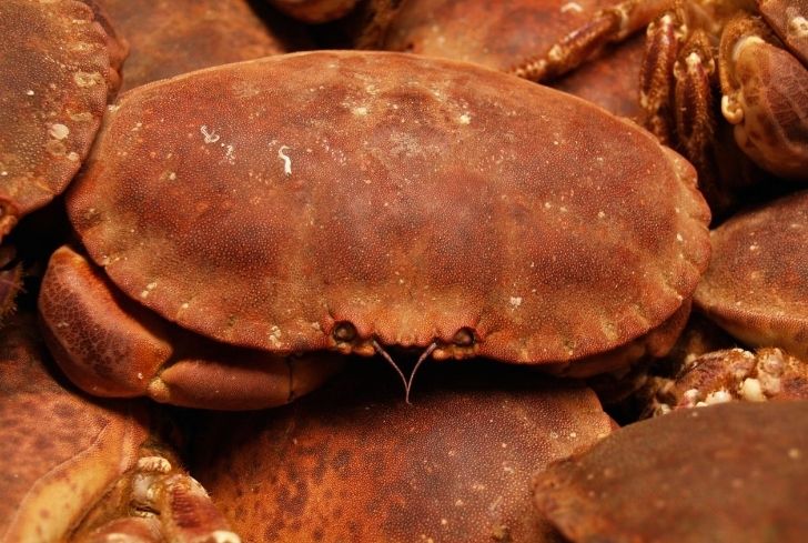 Brown Crabs
