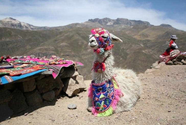 5 Different Types of Llamas (Information and Facts)