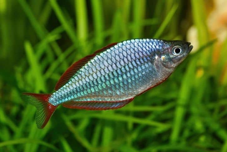 Praecox rainbow fish