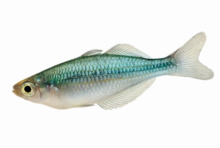 Turquoise rainbow fish