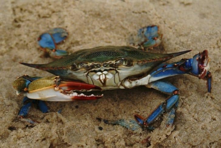 blue-crabs