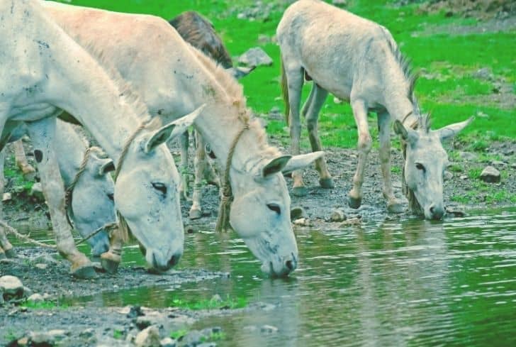donkeys-drinking-dirty-water