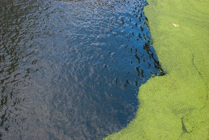 Nutrient Pollution: Causes, Effects and Interesting Solutions