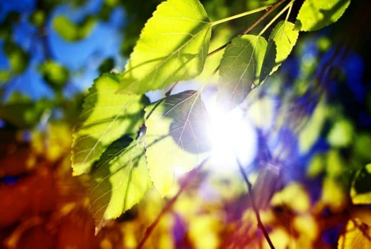 leaves-getting-sunlight