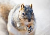 Can Squirrels Eat Almonds? (And Almond Butter)