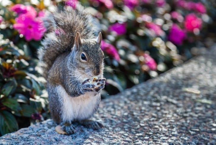 squirrel-eating-popcorn