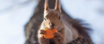 squirrel-eating-carrot