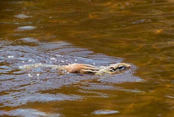 squirrel-swimming-in-water